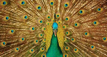 عکس طاووس