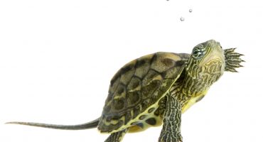 عکس لاکپشت دریایی